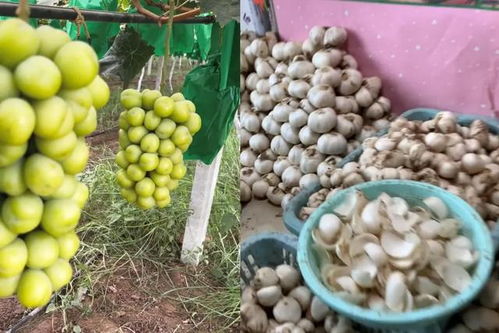 陕西小伙返乡创业路 一果一世界，年销2000万元背后的奋斗与乡情